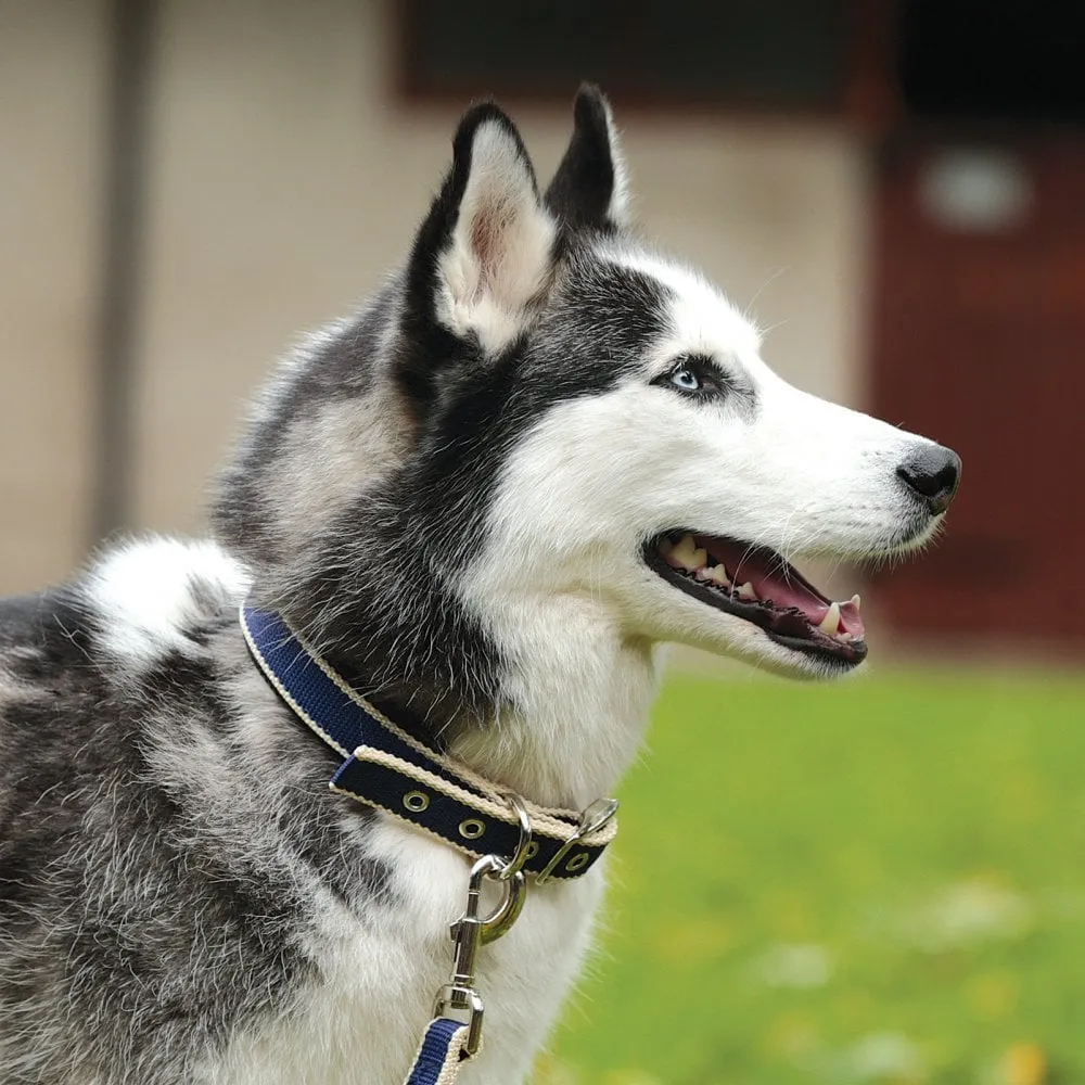 Amigo Dog Collar