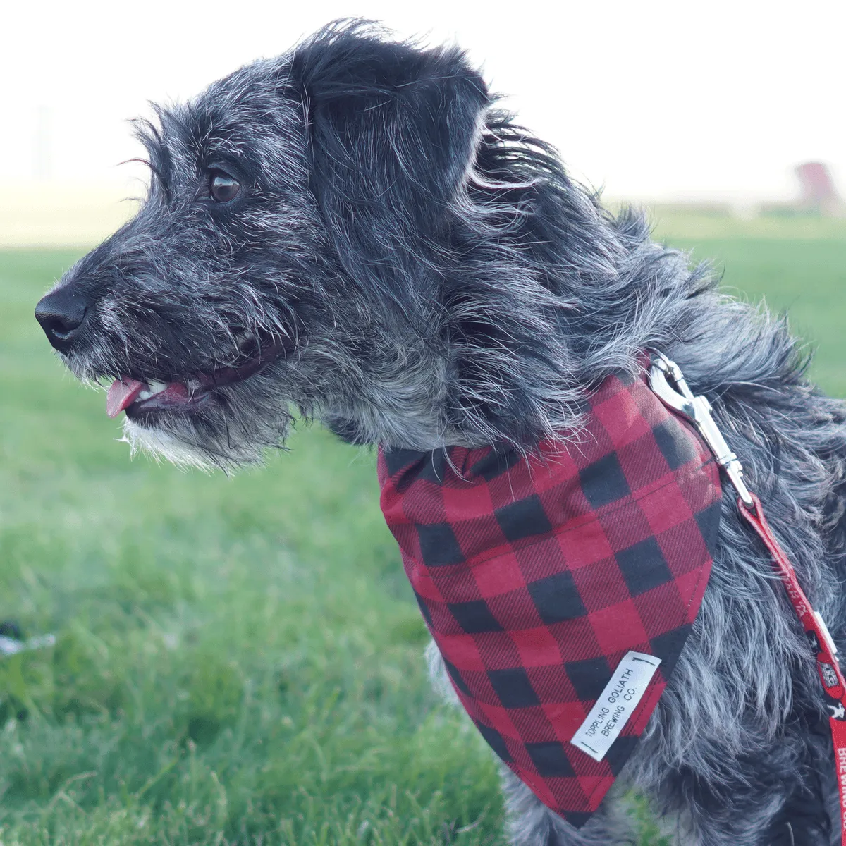 Slip Over the Collar Pet Bandana